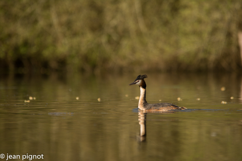 grebe huppé-2.jpg