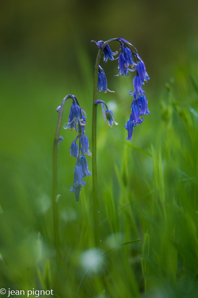 jacinthe des bois.jpg