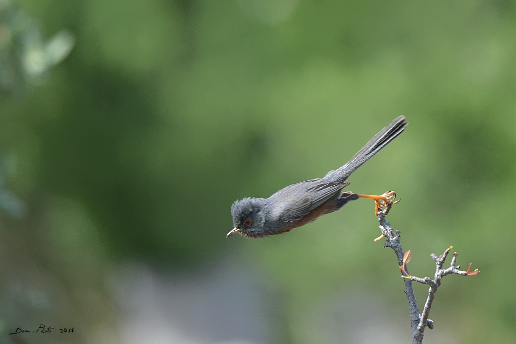 DSC_5877 IN.jpg