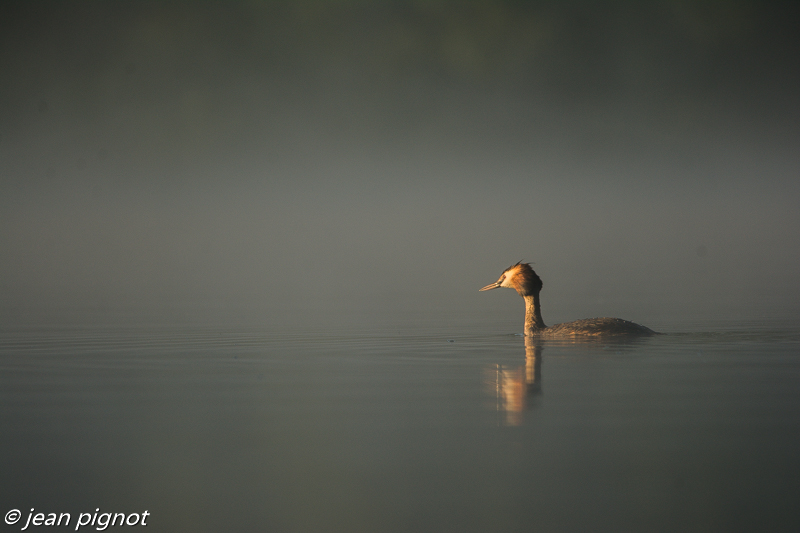 grebe huppée.jpg