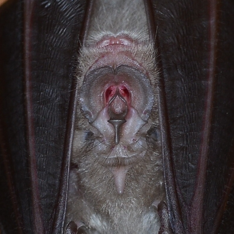 rhynolophe2.JPG