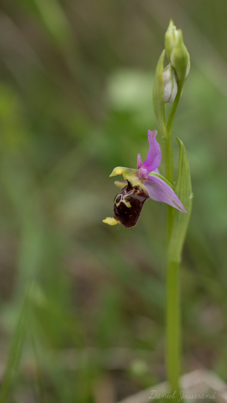 ophrys11.jpg