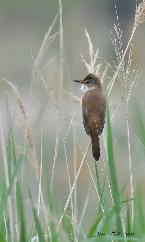 DSC_1402 IN.jpg