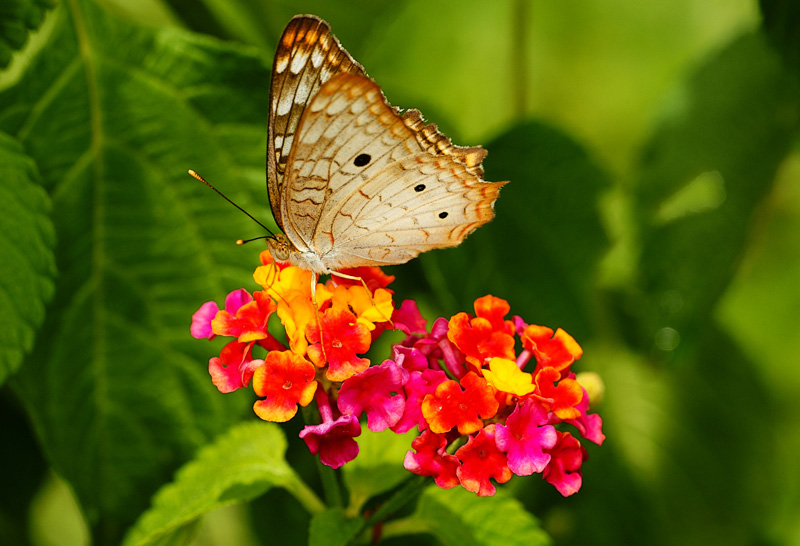 Anartia jatrophe r.jpg