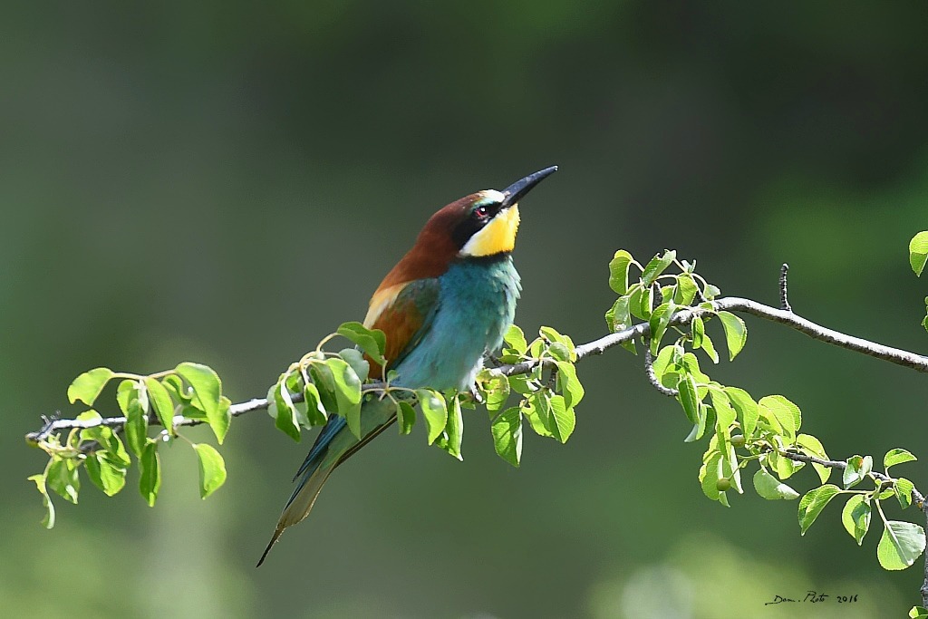 DSC_2627 IN.jpg