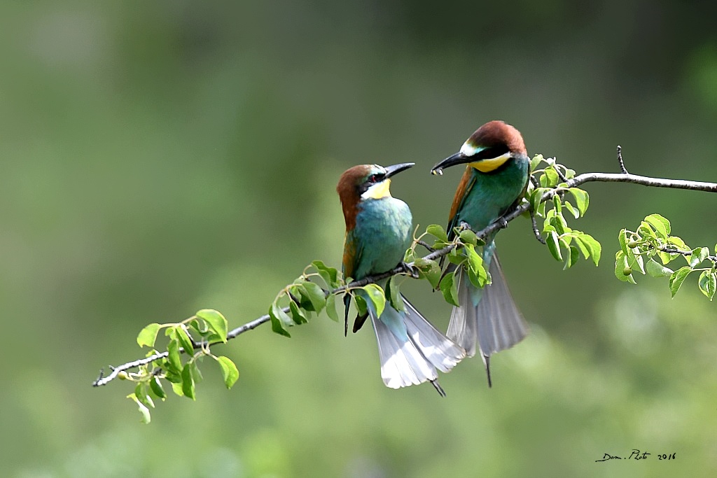 DSC_2634 IN.jpg