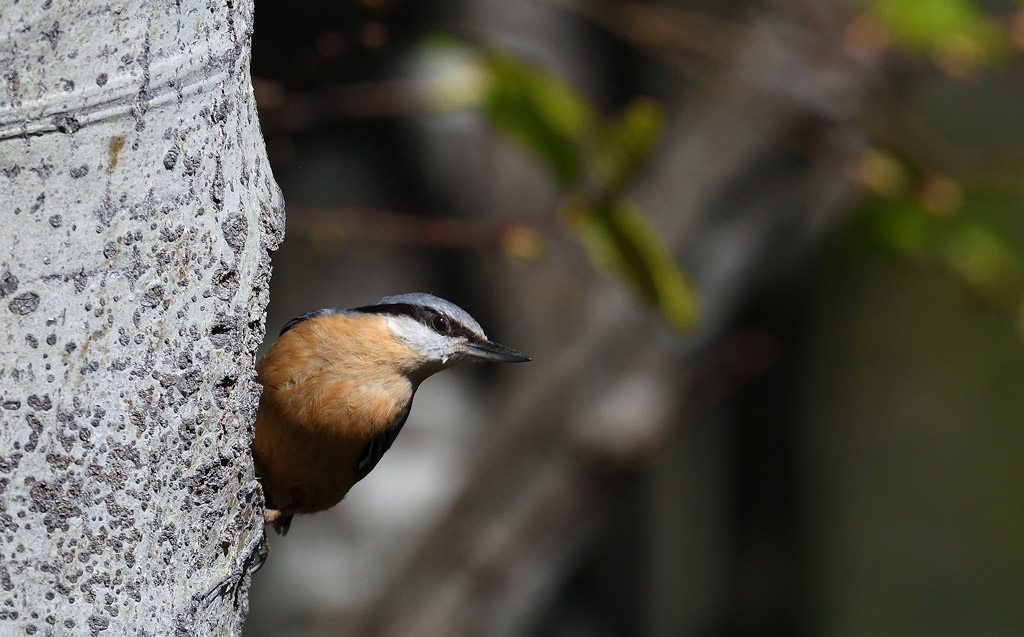 DSC_0217.jpg