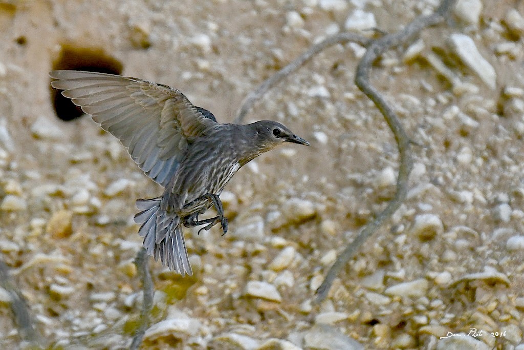DSC_0698 IN.jpg