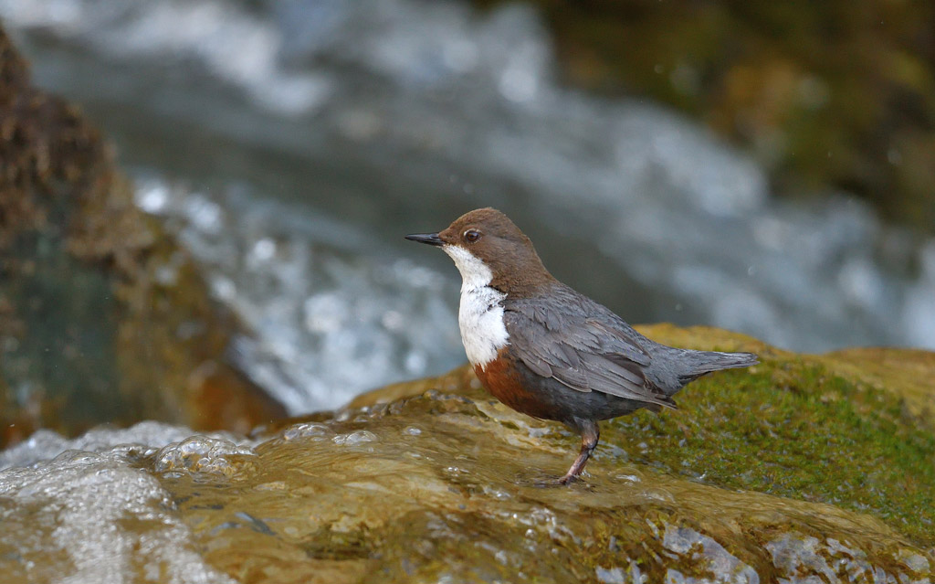 DSC_0787.jpg