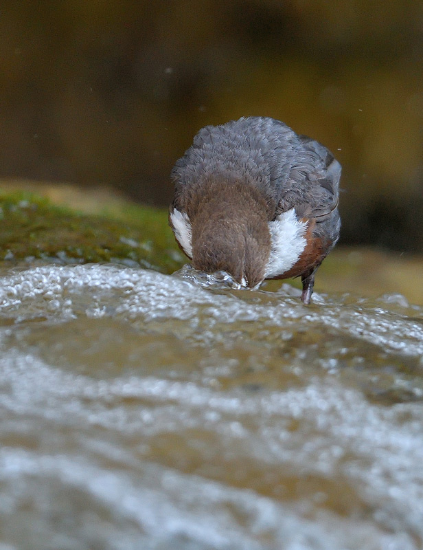 DSC_0816.jpg