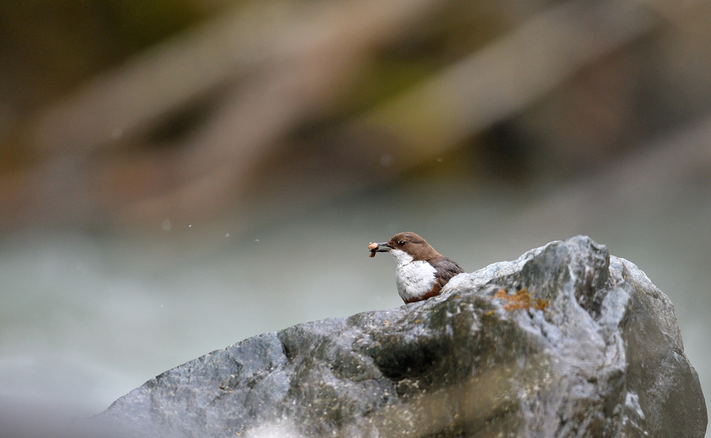 DSC_0829.jpg