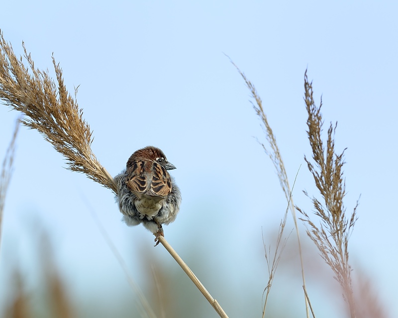 Moineau domestiq 5.jpg