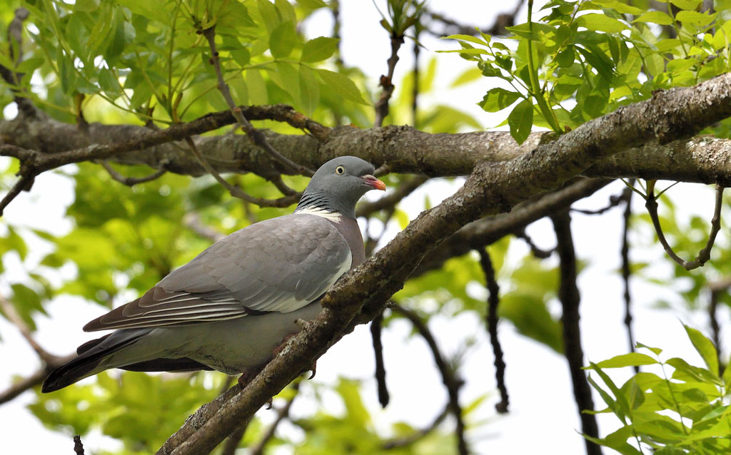 DSC_2187.jpg