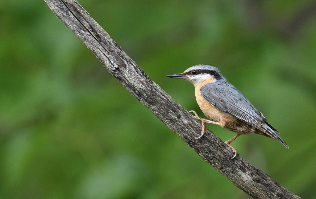 DSC_3305.jpg
