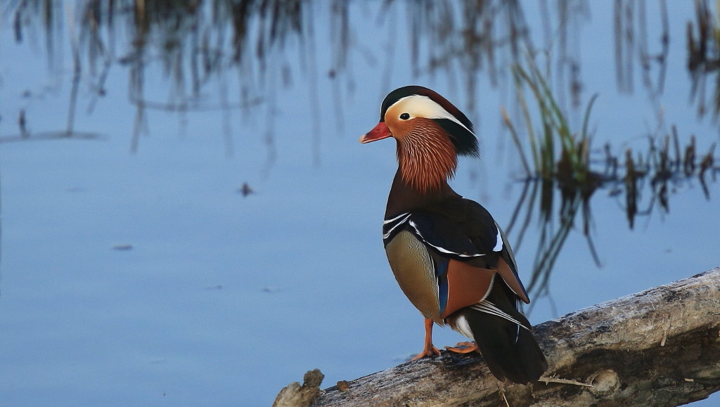 27 Canard mandarin mâle.jpg