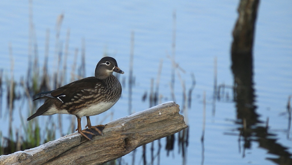 28 Canard mandarin femelle.jpg