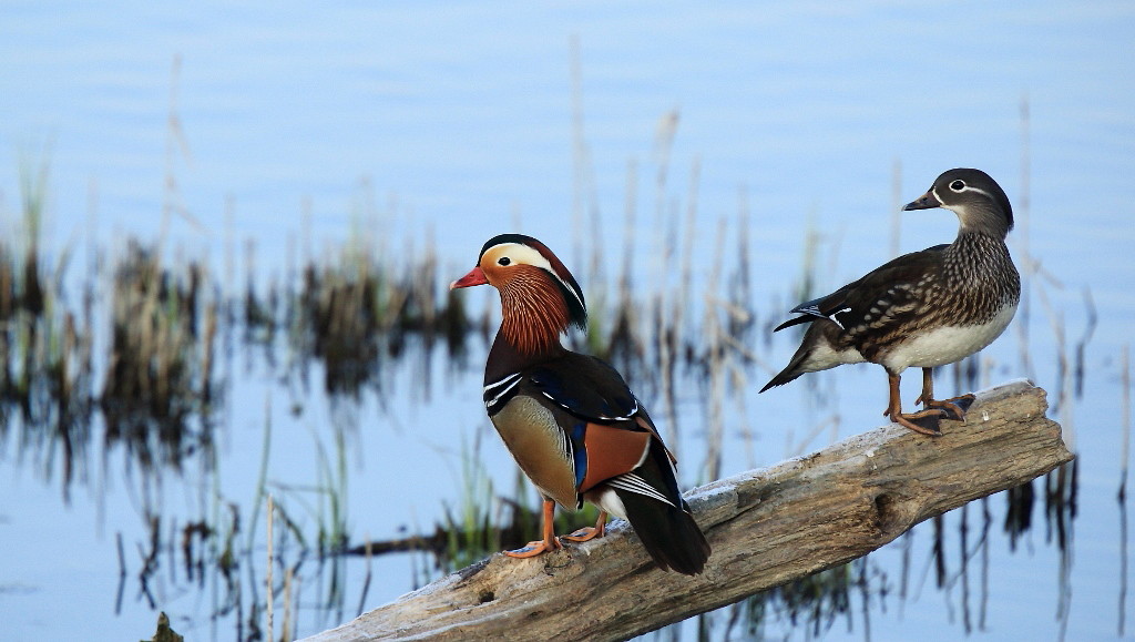 29 Canard mandarin couple.jpg