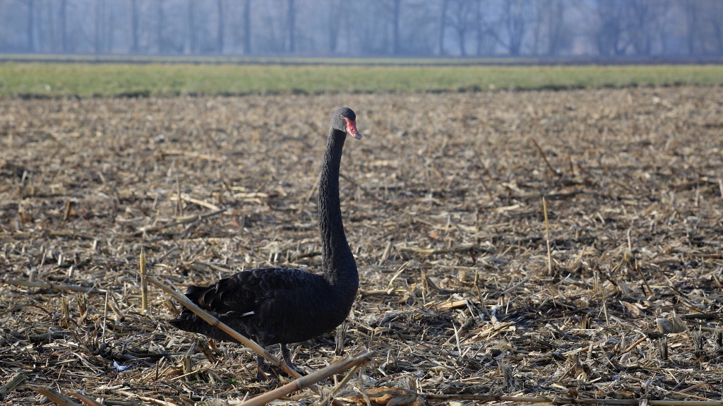 34 Cygne noir Alsace.jpg
