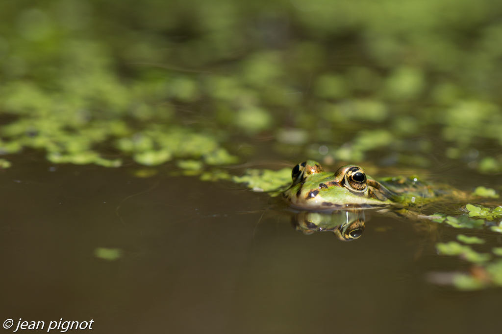 grenouille verte-4.jpg