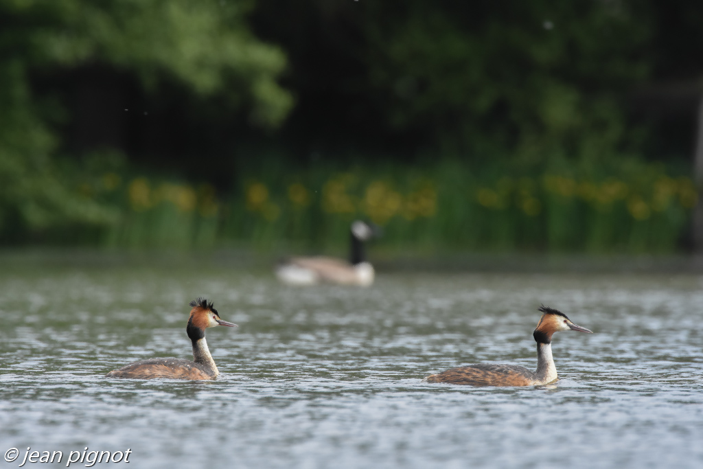 grebe huppée-8.jpg