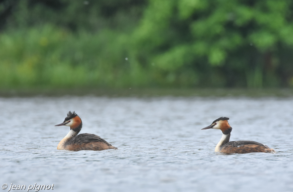 grebe huppée-9.jpg
