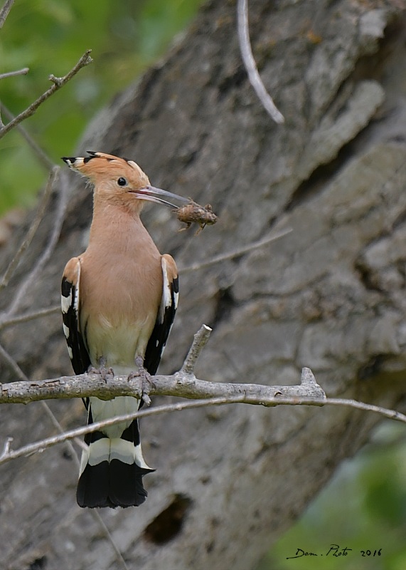 DSC_2276 IN.jpg