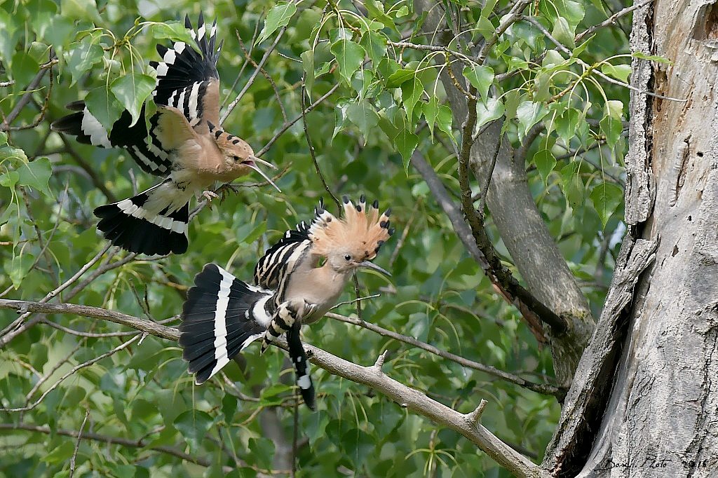 DSC_1105 IN.jpg