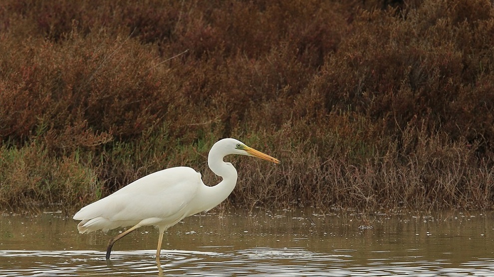 36 Grande aigrette Cacharel.jpg