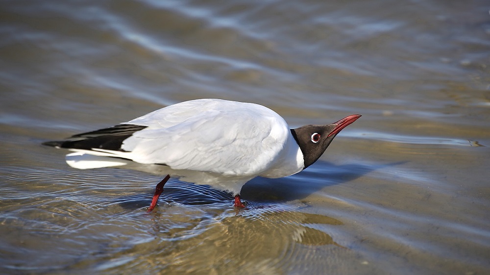 37  Mouette rieuse.jpg