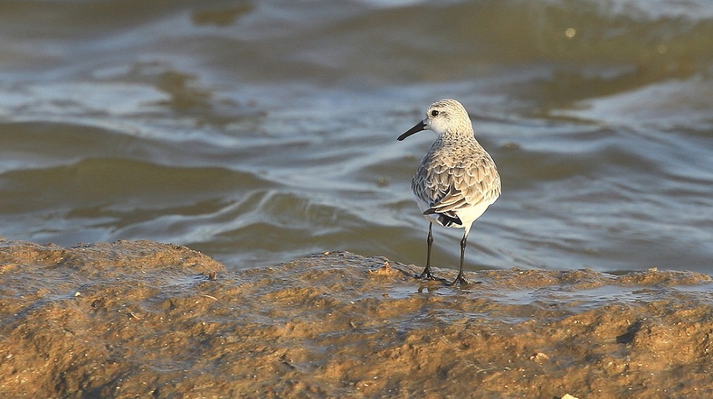 40 Bécasseau Sanderling.jpg
