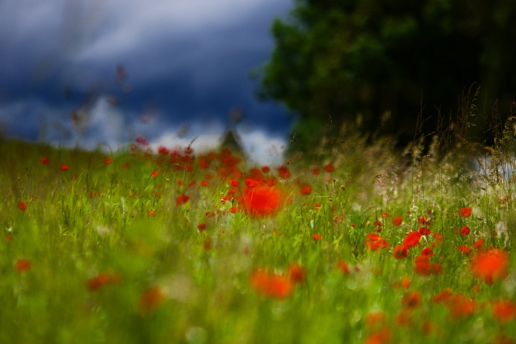 1-Coquelicots avant l'orage OK.jpg