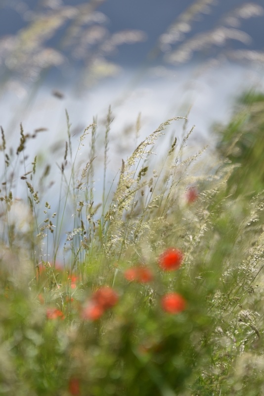 2-Coquelicots avant l'orage OK.jpg
