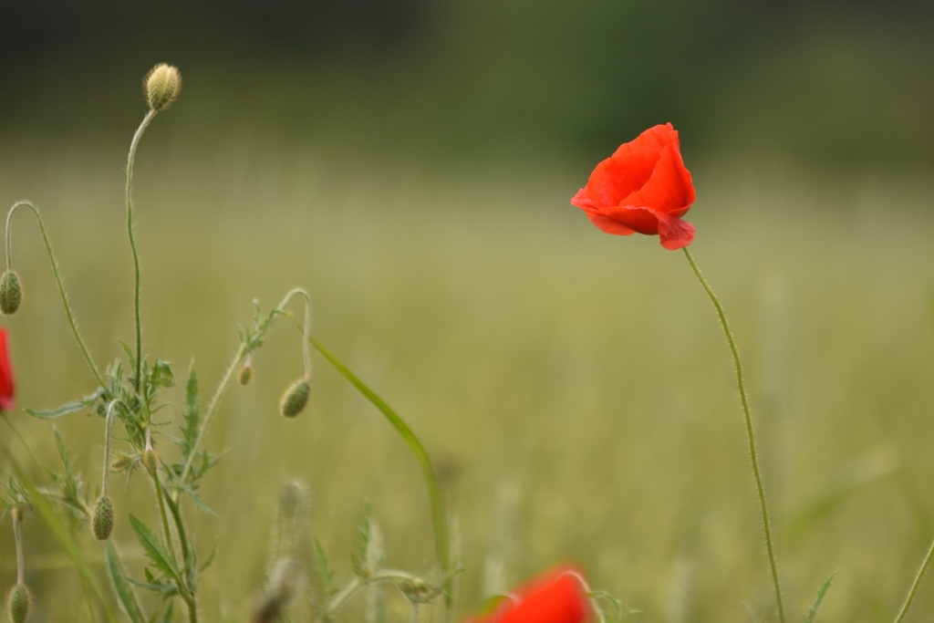 3-Coquelicot OK.jpg