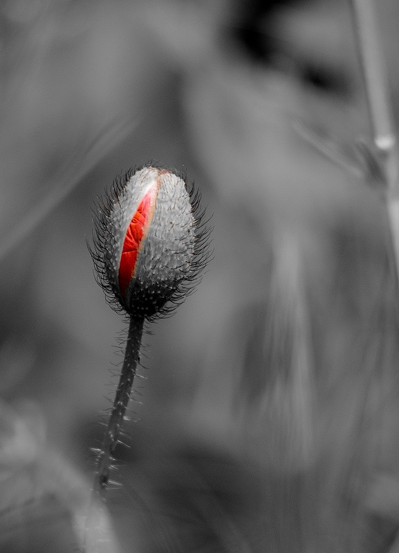 DSC_5980 2.jpg