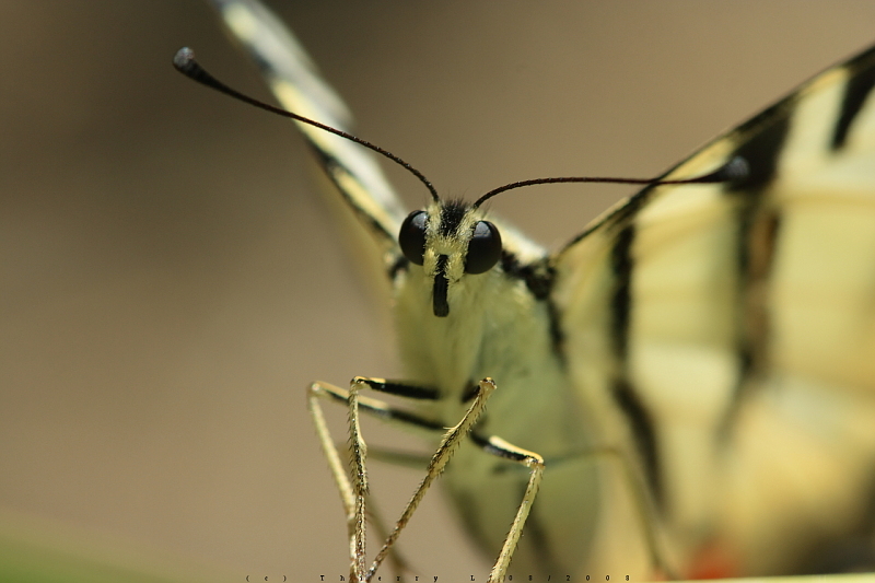 papillon_IMG_6879Ac.JPG