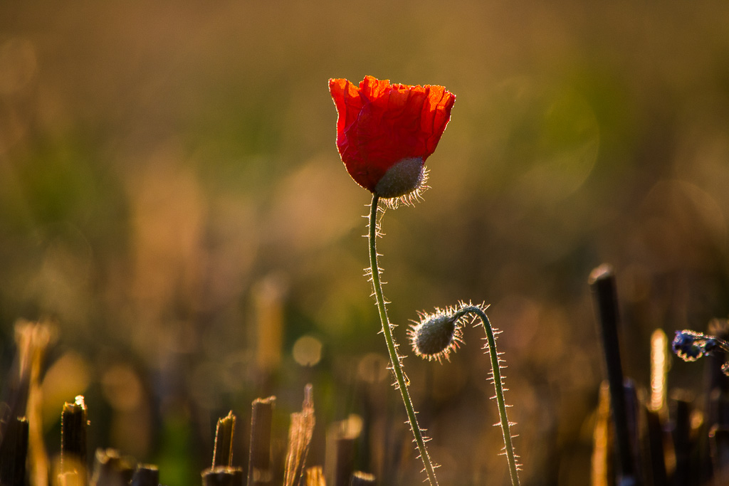 coquelicot .jpg