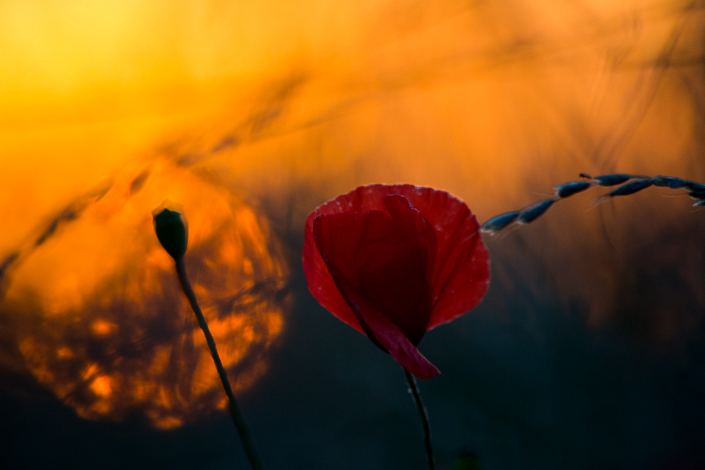 coquelicot 2.jpg