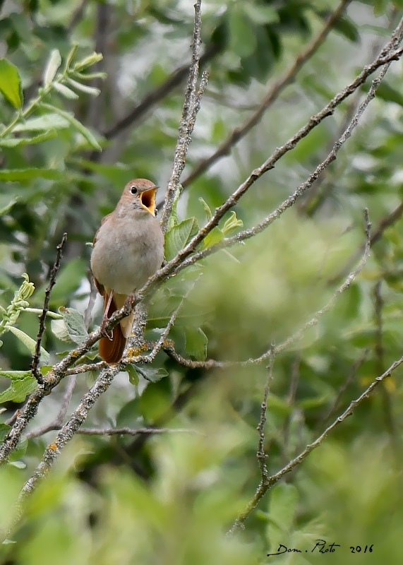 DSC_3032 IN.jpg