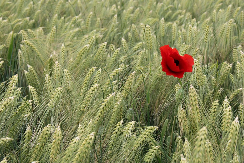 1 coquelicot Rostan.JPG