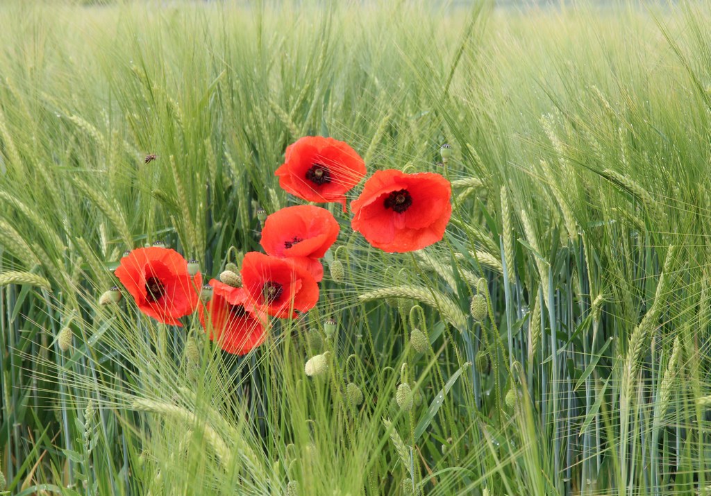 coquelicot2.JPG
