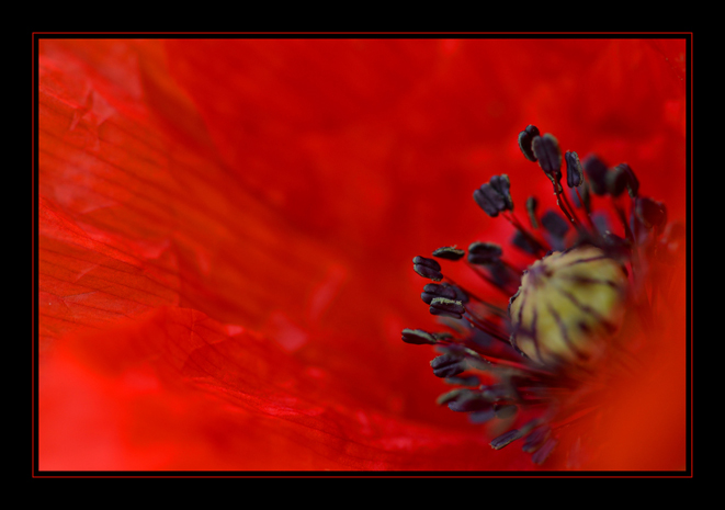Coquelicot 01 BGL.jpg