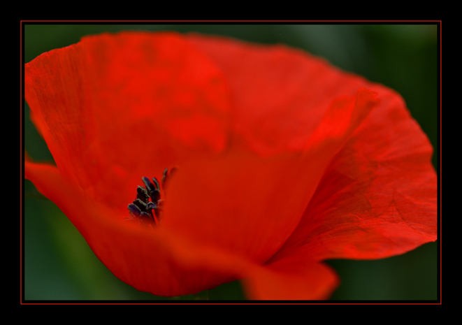 Coquelicot 03 BGL.jpg