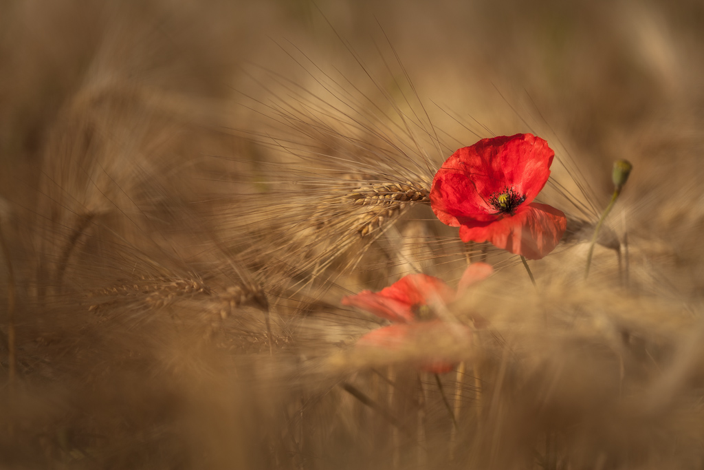 Coquelicot.jpg