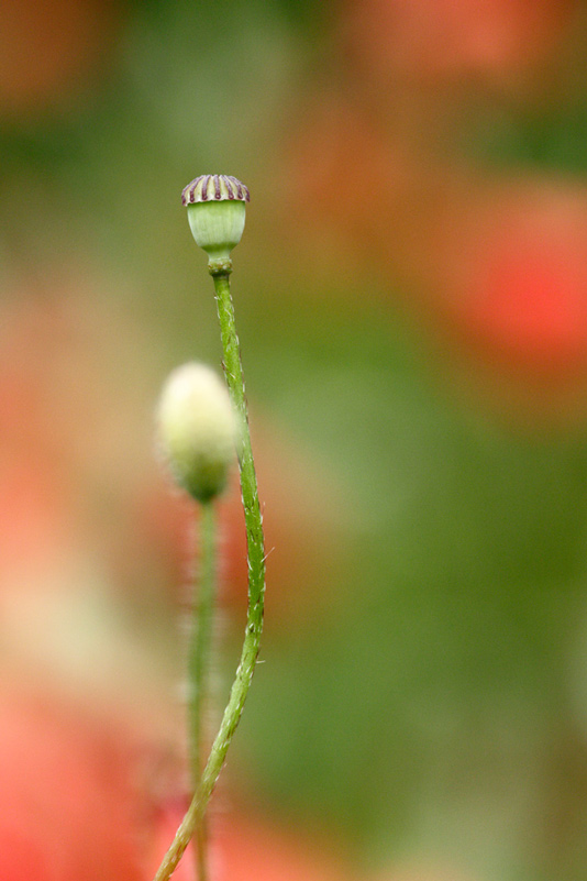 _Z9A4944-f.jpg