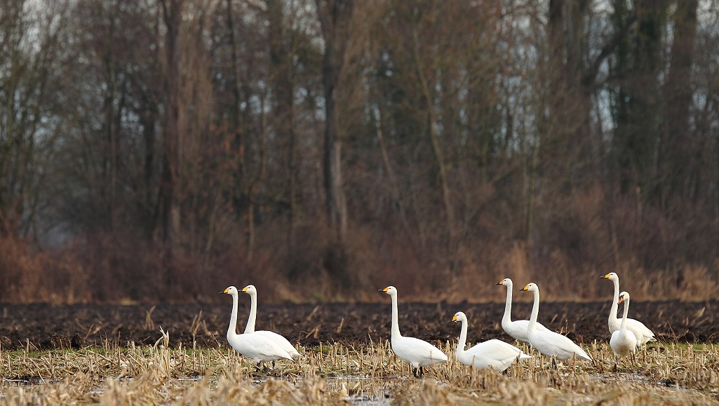 43 Cygnes chanteurs Alsace.jpg