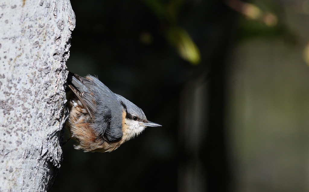 DSC_0383.jpg