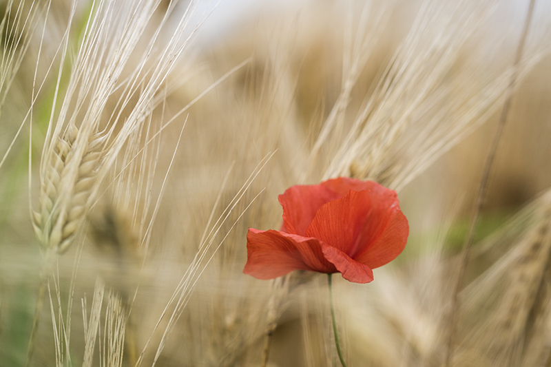 coquelicot image nature-2.jpg
