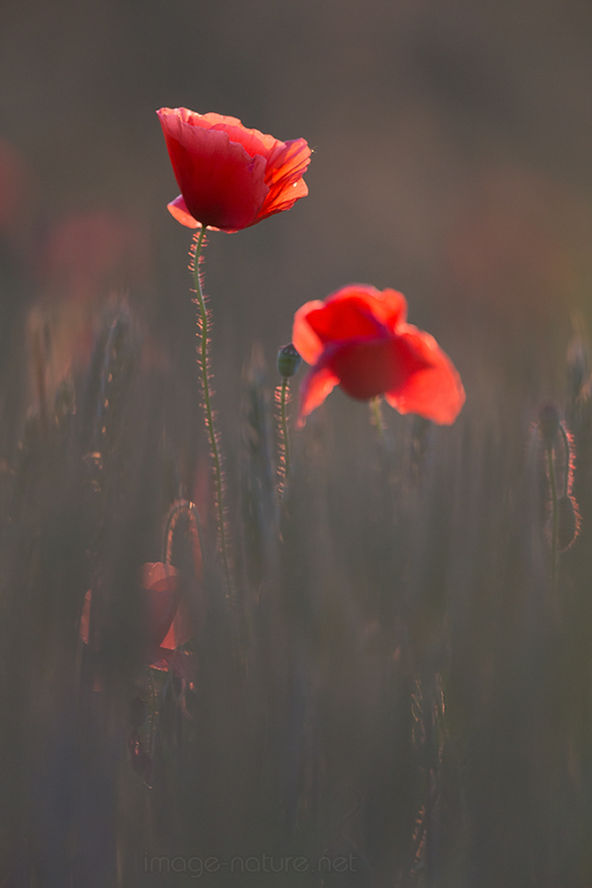 Coquelicot-1.jpg