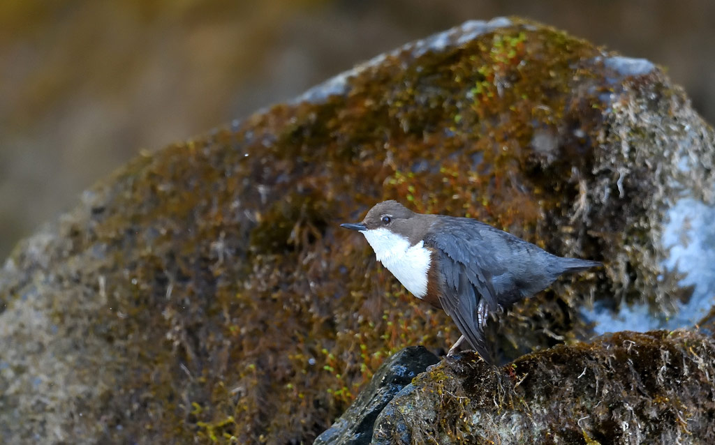 DSC_0531.jpg
