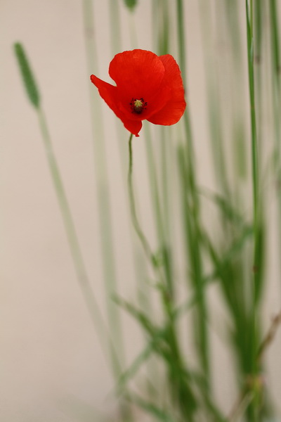 coquelicot n°3.jpg
